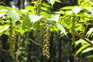 秋の自然探訪・米山林道の紅葉散策