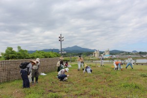 海浜植物ゾーンの整備作業と観察会