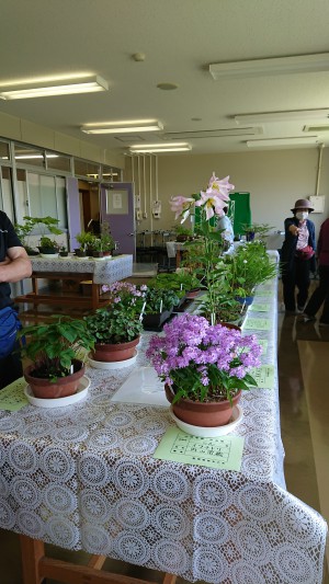 山野草展